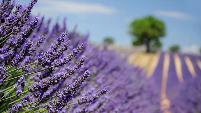 ROUTES OF LAVENDER Bicycle tour, guided and e-connected