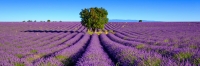 Stunning Provence: An in-depth discovery of its cultural sites and magnificent landscapes