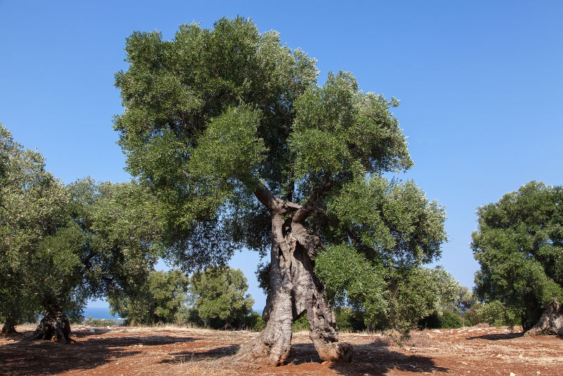 le forme fantasiose degli olivi secolari