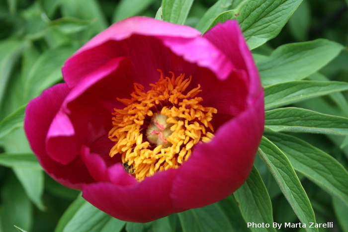 6 Wild peony Marta Zarelli